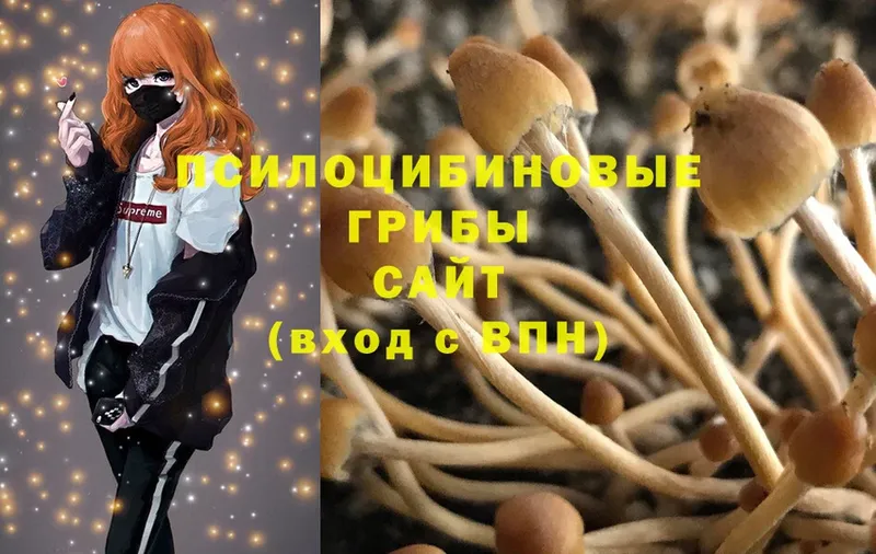 купить наркотики сайты  Аша  Галлюциногенные грибы Magic Shrooms 